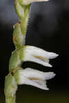 Texas lady's tresses